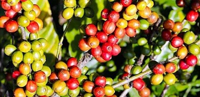 Giá cà phê Arabica và Robusta đồng loạt tăng trở lại