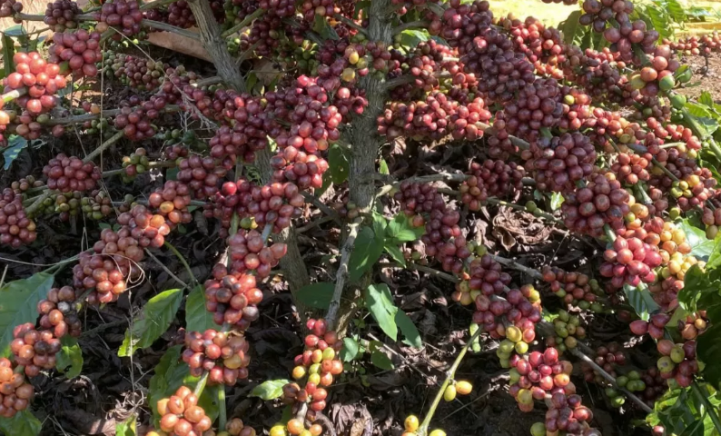 Giá cà phê thế giới tăng vọt khi tồn kho toàn cầu rơi xuống vùng đáy