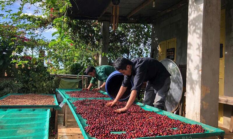 Doanh nghiệp cà phê linh hoạt thích ứng, giữ nhịp xuất khẩu ổn định