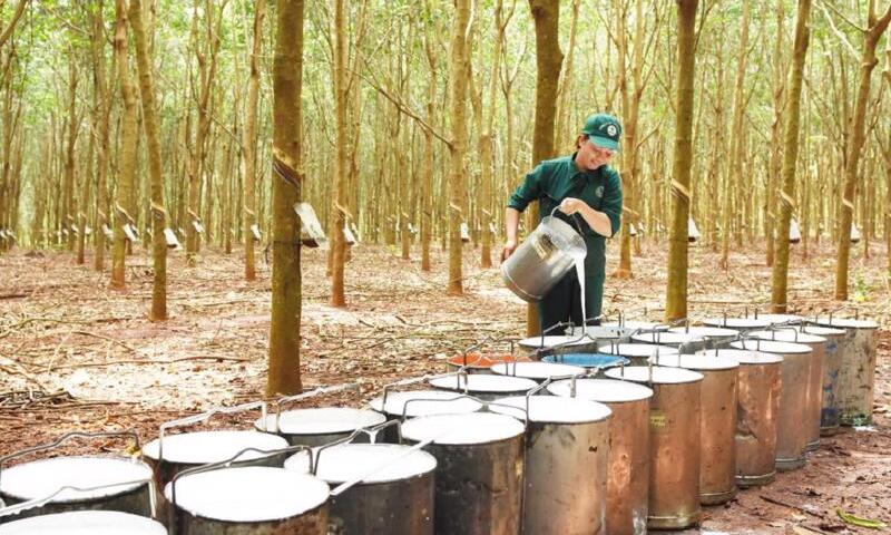 Giá cao su tăng nhẹ, lo ngại nguồn cung và địa chính trị hỗ trợ