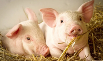 Giá heo hơi hôm nay 9/12/2025: Cao nhất 61.000 đồng/kg