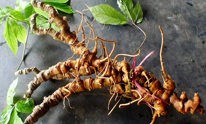 Xây dựng thương hiệu sâm từ vùng nguyên liệu chất lượng cao