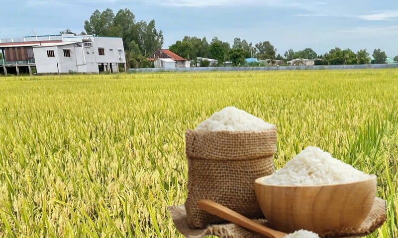 Giá lúa gạo hôm nay ngày 23/4/2026: Gạo xuất khẩu tăng mạnh