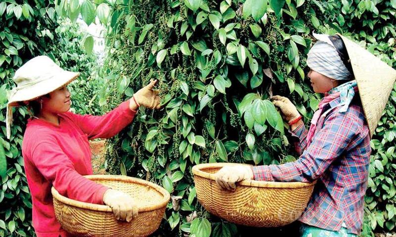 Giá tiêu hôm nay 16/5/2026: Giữ nền giá trên 140.000 đồng/kg