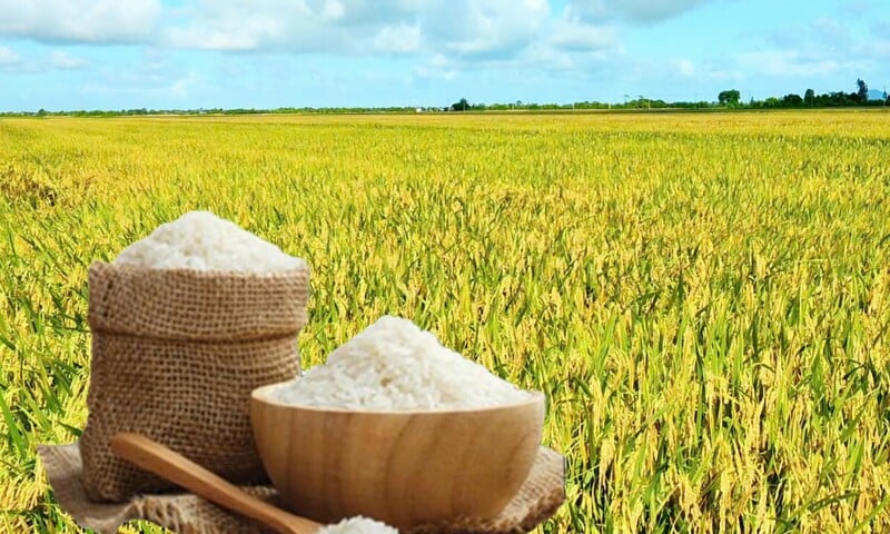 Giá lúa gạo hôm nay ngày 17/3/2026: Gạo xuất khẩu OM 5451 giảm