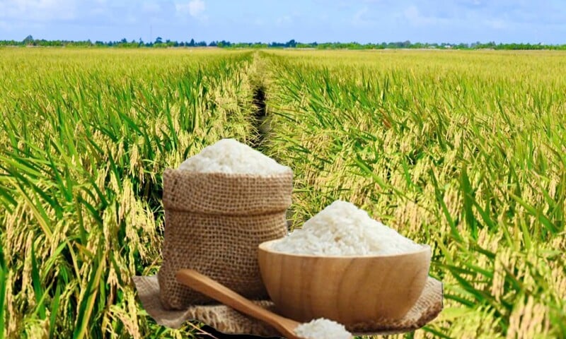 Giá lúa gạo hôm nay ngày 30/1/2026: Thị trường trầm lắng