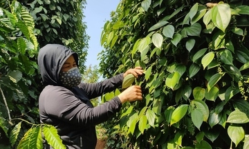 Giá tiêu hôm nay 3/4/2026: Tăng từ 500 - 1.000 đồng/kg