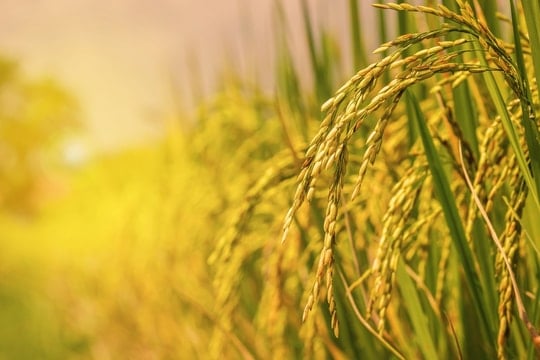 Thị trường lúa gạo sắp bước vào nhịp hồi mới