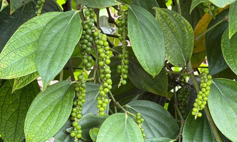 Giá tiêu hôm nay 01/4/2026: Sụt giảm mạnh 2.000 đồng/kg