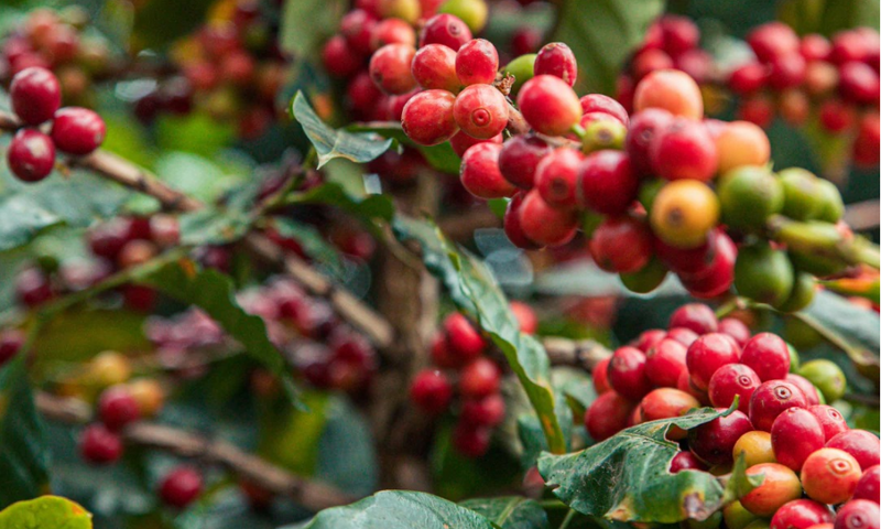 Giá cà phê thế giới tăng mạnh do lo ngại thiếu nguồn cung