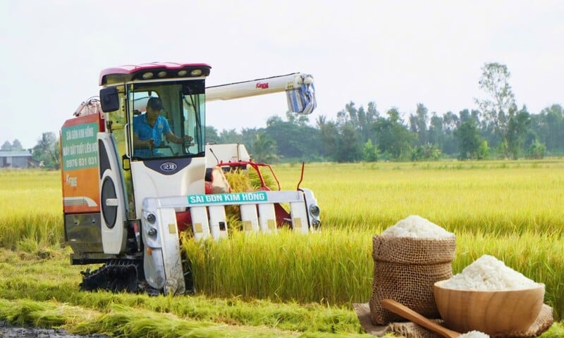 Giá lúa gạo hôm nay ngày 23/10: Lúa tươi đồng loạt giảm mạnh