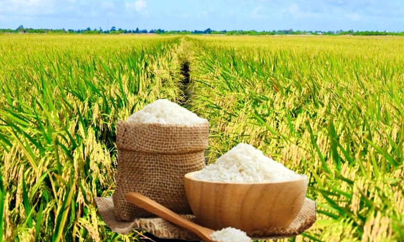 Giá lúa gạo hôm nay ngày 28/12 và tuần qua: Lúa tươi tăng đầu tuần