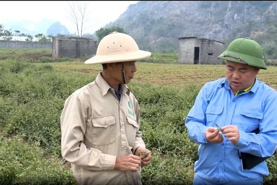 Khởi nghiệp từ cây cà gai leo, doanh nhân trẻ biến sản phẩm dân dã thành thương hiệu tỷ đồng mỗi tháng