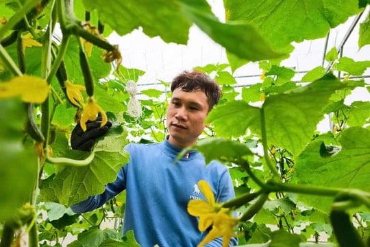 Rời công ty nước ngoài, c hàng trai Hải Phòng theo đuổi giấc mơ nông nghiệp công nghệ cao, thu trăm triệu mỗi năm
