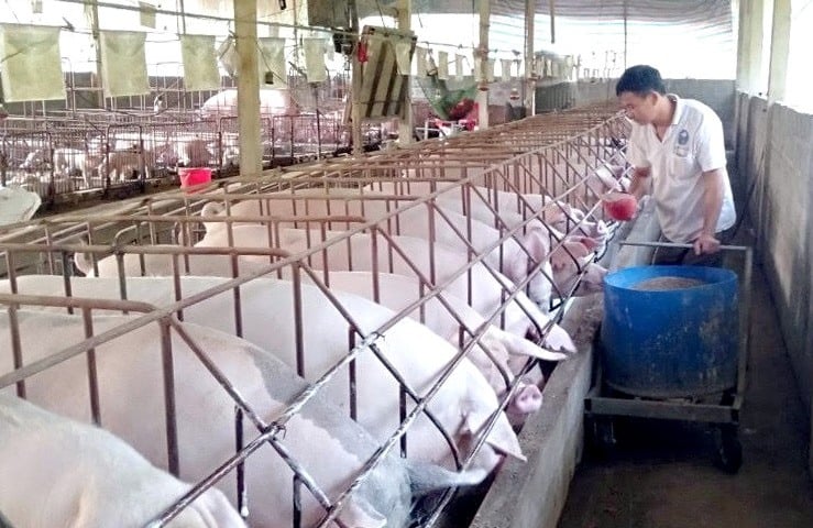 Nguồn cung phục hồi, giá heo hơi năm 2026 khó tăng mạnh