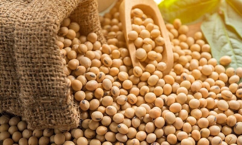 Giá dầu đậu tương tăng vọt