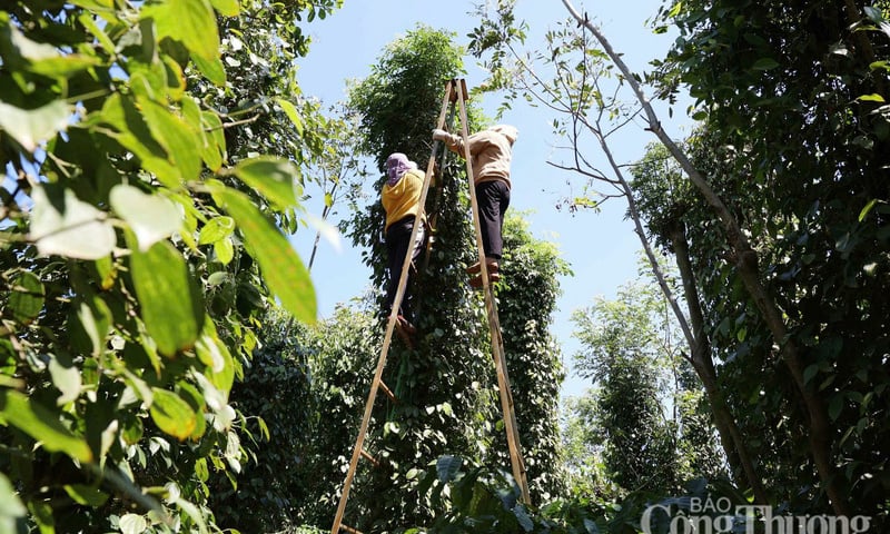 Giá tiêu hôm nay 7/11/2025: Cao nhất 147.000 đồng/kg